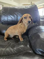 AKC SH Dapple Ready Now!, a female Dachshund for sale in Casa Grande, AZ – 2 of 10