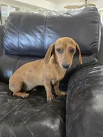 AKC SH Dapple Ready Now!, a female Dachshund for sale in Casa Grande, AZ – 4 of 10