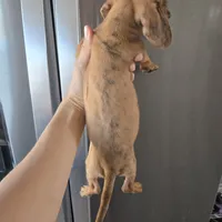 AKC SH Dapple Ready Now!, a female Dachshund for sale in Casa Grande, AZ – Photo 8 of 10