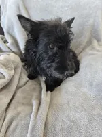 Full AKC Black Shine, a female Scottish Terrier for sale in Casa Grande, AZ – Photo 8 of 10