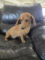 AKC SH Dapple Ready Now!, a female Dachshund for sale in Casa Grande, AZ – 7 of 10