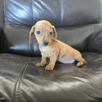 AKC SH Dapple Ready Now!, a female Dachshund for sale in Casa Grande, AZ – Photo 5 of 10