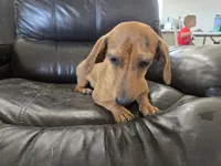 AKC SH Dapple Ready Now!, a female Dachshund for sale in Casa Grande, AZ – 3 of 10