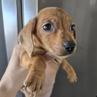 AKC SH Dapple Ready Now!, a female Dachshund for sale in Casa Grande, AZ – Photo 7 of 10