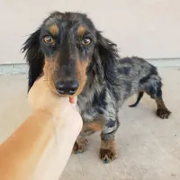 AKC SH Dapple Ready Now!, a female Dachshund for sale in Casa Grande, AZ – Photo 9 of 10