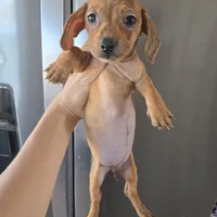 AKC SH Dapple Ready Now!, a female Dachshund for sale in Casa Grande, AZ – Photo 6 of 10