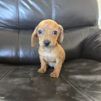 AKC SH Dapple Ready Now!, a female Dachshund for sale in Casa Grande, AZ – Photo 4 of 10