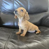 AKC SH Dapple Ready Now!, a female Dachshund for sale in Casa Grande, AZ – Photo 3 of 10