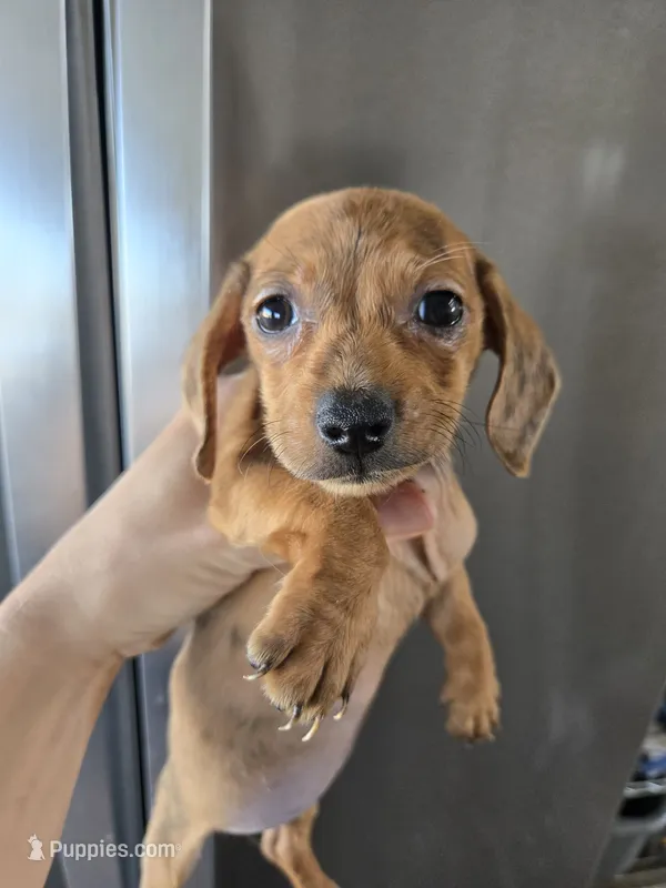 AKC SH Dapple Ready Now!