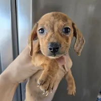 AKC SH Dapple Ready Now!, a female Dachshund for sale in Casa Grande, AZ – Photo 2 of 10