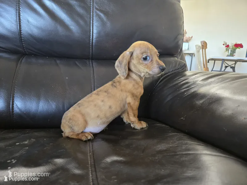 AKC SH Dapple Ready Now!