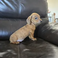 AKC SH Dapple Ready Now!, a female Dachshund for sale in Casa Grande, AZ – Photo 1 of 10