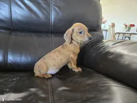 processed/0d69f46e-223c-441b-9748-1507550312ac/listing/e1a7b0df-a66e-4993-b761-c09974f0f032/ea2c4d5f-9aa6-4c06-aad7-4f7d4a8004c0