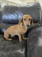 AKC SH Dapple Ready Now!, a female Dachshund for sale in Casa Grande, AZ – 1 of 10