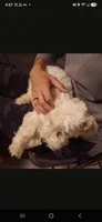 AKC Skye's Boy 3, TEXT 520-254-7407 , a male Havanese for sale in Casa Grande, AZ – 10 of 10