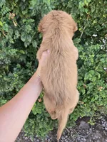 AKC Chloe's Boy, a male Golden Retriever for sale in Casa Grande, AZ – 4 of 6