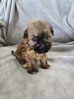 AKC Skye's Boy 2, TEXT 520-254-7407 , a male Havanese for sale in Casa Grande, AZ – 6 of 10