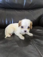 AKC Female, a female Cavalier King Charles Spaniel for sale in Casa Grande, AZ – 2 of 9