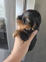 AKC Female - TEXT 520-254-7407 , a female Yorkshire Terrier for sale in Casa Grande, AZ – 4 of 9