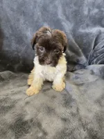 AKC Parti Girl 2, TEXT 520-254-7407, a female Havanese for sale in Casa Grande, AZ – 7 of 10
