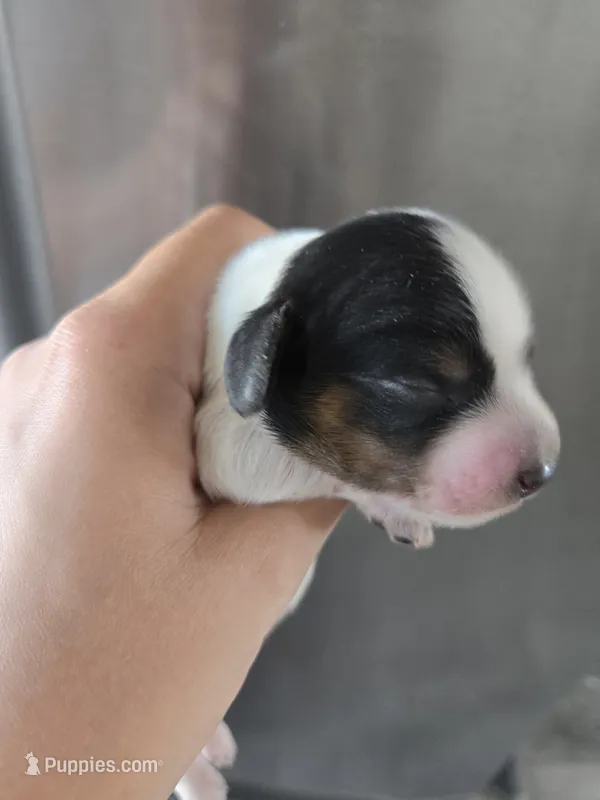 Short Hair Boy - TEXT 520-254-7407  – Dachshund puppy for sale in Casa Grande, AZ