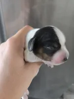 Short Hair Boy - TEXT 520-254-7407 , a male Dachshund for sale in Casa Grande, AZ – 1 of 8