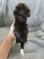 AKC Ava's Girl, TEXT 520-254-7407 , a female Havanese for sale in Casa Grande, AZ – 6 of 10