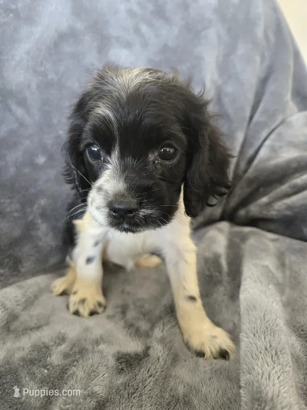 AKC Female - TEXT 520-254-7407  – Cocker Spaniel puppy for sale in Casa Grande, AZ
