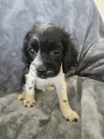 AKC Female - TEXT 520-254-7407 , a female Cocker Spaniel for sale in Casa Grande, AZ – 1 of 8