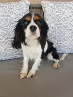 AKC Male, Text 520-254-7407 , a male Cavalier King Charles Spaniel for sale in Casa Grande, AZ – 9 of 10