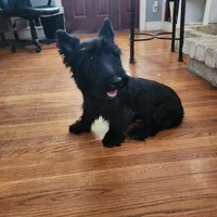 AKC Scottie Boy, a male Scottish Terrier for sale in Casa Grande, AZ – Photo 10 of 10