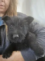 AKC Scottie Boy, a male Scottish Terrier for sale in Casa Grande, AZ – Photo 9 of 10