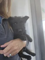 AKC Scottie Boy, a male Scottish Terrier for sale in Casa Grande, AZ – Photo 4 of 10