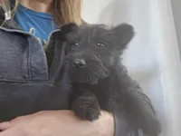 AKC Scottie Boy, a male Scottish Terrier for sale in Casa Grande, AZ – Photo 2 of 10