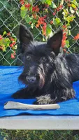 AKC Scottie Boy, a male Scottish Terrier for sale in Casa Grande, AZ – Photo 8 of 10