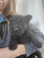 AKC Scottie Boy, a male Scottish Terrier for sale in Casa Grande, AZ – Photo 5 of 10