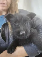 AKC Scottie Boy, a male Scottish Terrier for sale in Casa Grande, AZ – Photo 6 of 10
