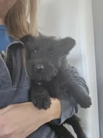 AKC Scottie Boy, a male Scottish Terrier for sale in Casa Grande, AZ – Photo 3 of 10