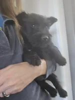 AKC Scottie Boy, a male Scottish Terrier for sale in Casa Grande, AZ – Photo 1 of 10