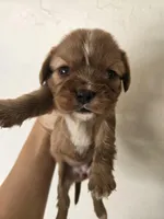 AKC Isabel's Red Female, a female Cavalier King Charles Spaniel for sale in Casa Grande, AZ – Photo 3 of 3