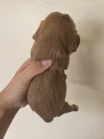 AKC Isabel's Red Female, a female Cavalier King Charles Spaniel for sale in Casa Grande, AZ – Photo 2 of 3