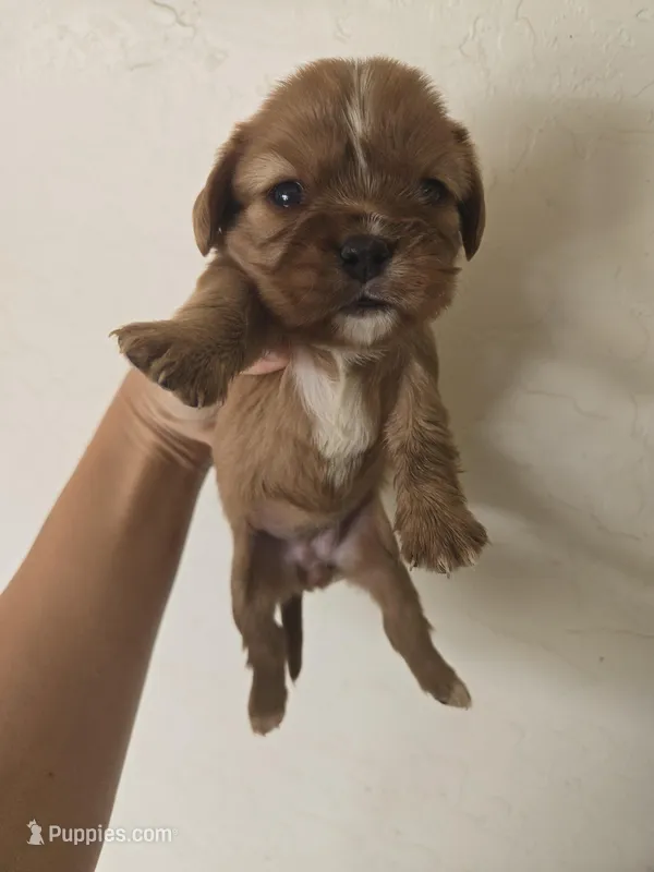 AKC Isabel's Red Female – Cavalier King Charles Spaniel puppy for sale in Casa Grande, AZ