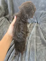 AKC Bisque's Brown Girl, TEXT 520-254-7407, a female Havanese for sale in Casa Grande, AZ – 5 of 10