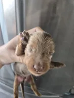 AKC Pepper's Male Chocolate Dapple, TEXT 520-254-7407 , a male Dachshund for sale in Casa Grande, AZ – 3 of 7