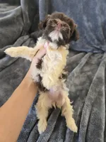 AKC Parti Girl 2, TEXT 520-254-7407, a female Havanese for sale in Casa Grande, AZ – 6 of 10