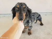 AKC Short Haired Girl - TEXT 520-254-7407 , a female Dachshund for sale in Casa Grande, AZ – 9 of 10
