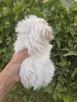 Lucy's Purebred Boy, a male Havanese for sale in Casa Grande, AZ – 5 of 5