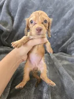 AKC Red Female, TEXT 520-254-7407, a female Dachshund for sale in Casa Grande, AZ – 5 of 10