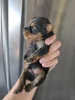 AKC Male Yorkie - TEXT 520-254-7407 , a male Yorkshire Terrier for sale in Casa Grande, AZ – 4 of 8