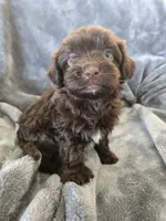 AKC Bisque's Brown Girl, TEXT 520-254-7407, a female Havanese for sale in Casa Grande, AZ – 4 of 10